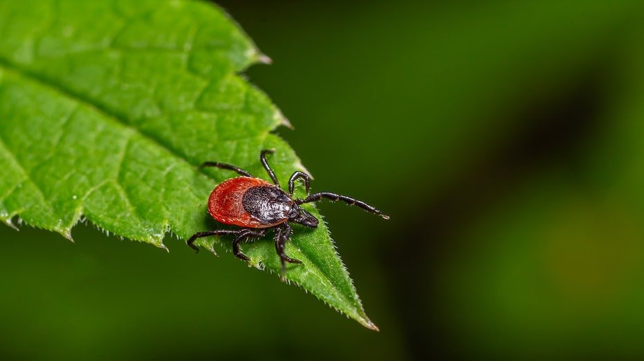 Long Island officials warn of tick-borne tularemia after three probable cases