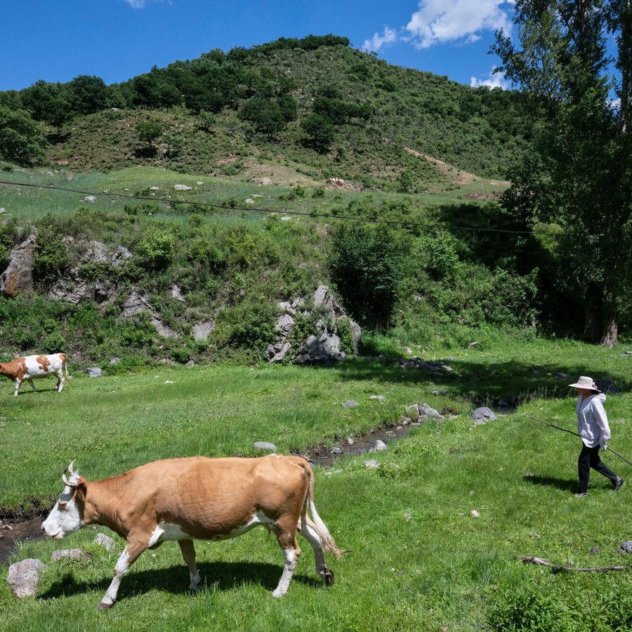 China Expands Domestic Cattle Herds as Climate Change and Tariffs Reshape Beef Imports