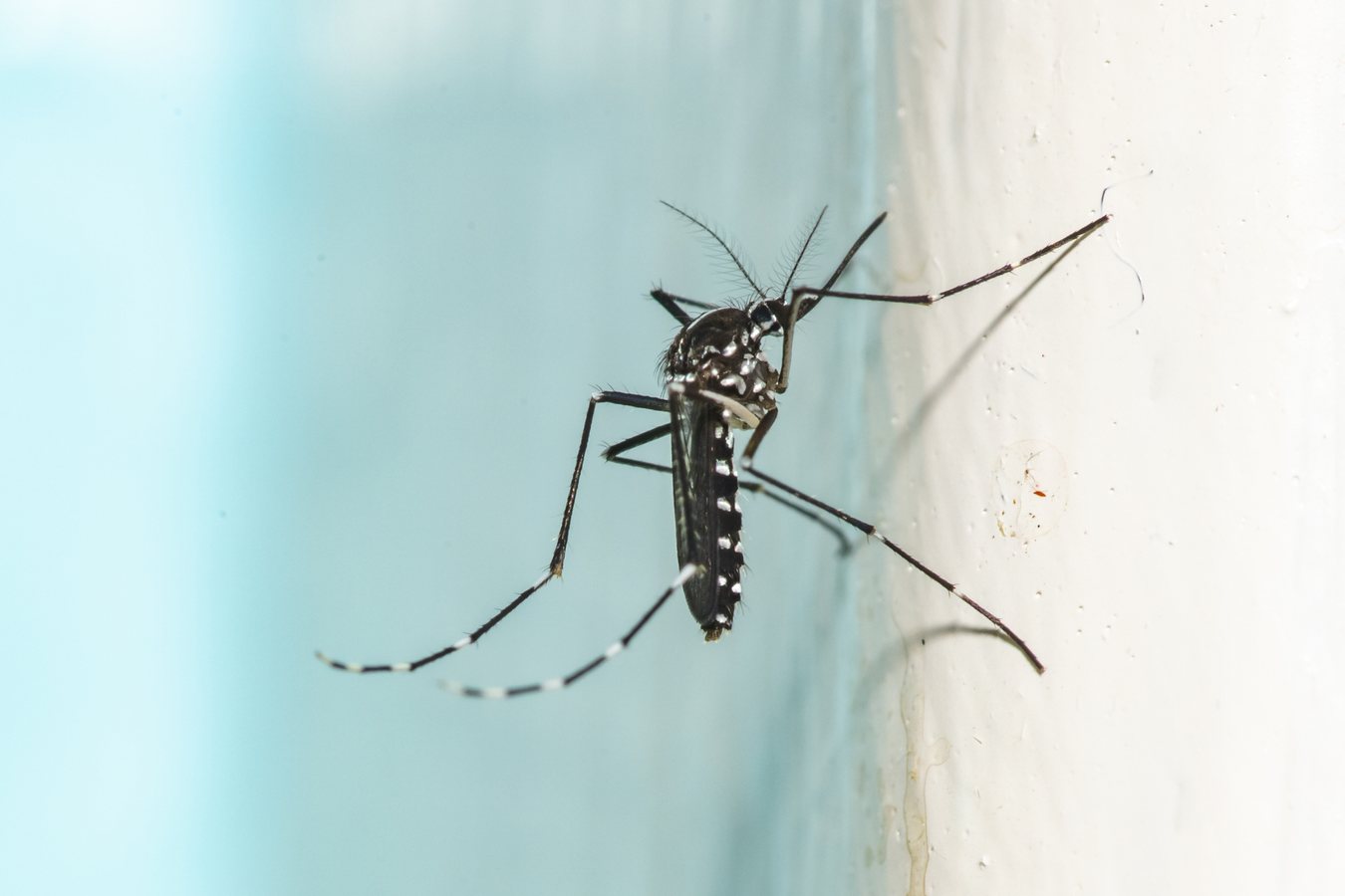 Mosquito Experts Reveal Summer Mistakes That Attract Pests