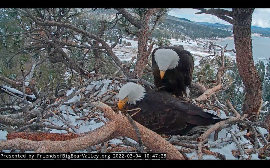 Jackie the Bald Eagle's Health Improves After Rescue, Conservation Group Reports